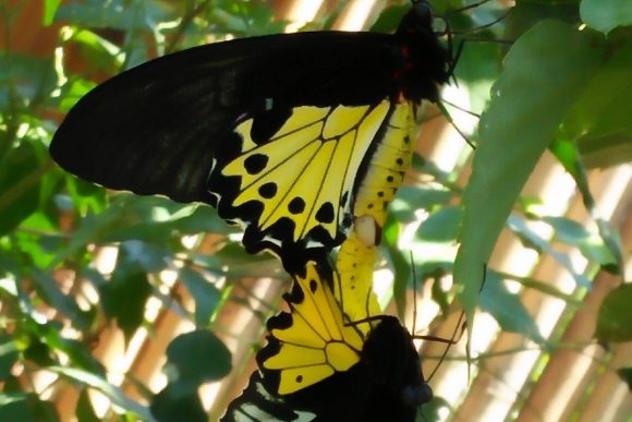 Kemenuh Butterfly Park