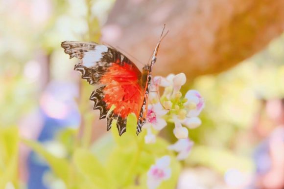 Kemenuh Butterfly Park