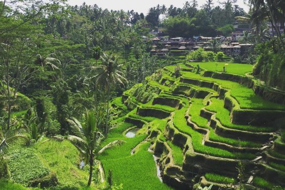 Tegalalang Rice Terrace