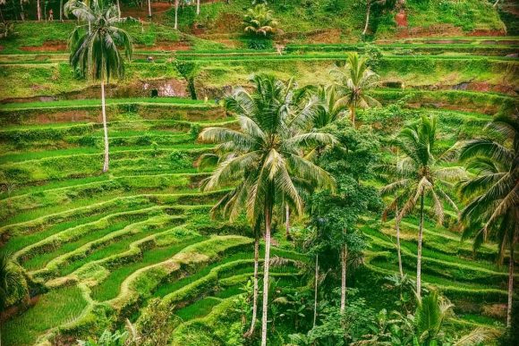 Tegalalang Rice Terrace
