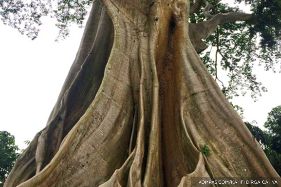 Pohon Beringin Berusia Lebih dari 500 tahun di Bali